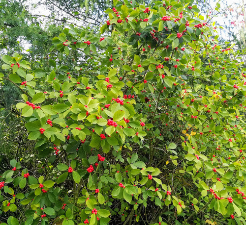 Ostrokrzew okółkowy Ilex verticillata 